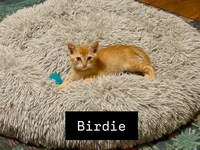 Birdie thumbnail 2