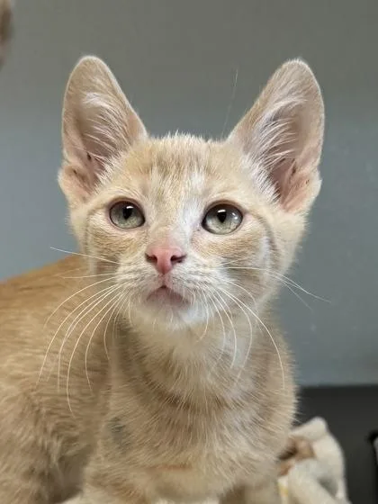 A baby medium-sized male Orange / Red Domestic Short Hair cat named Nirvana for adoption in Tinley Park, IL