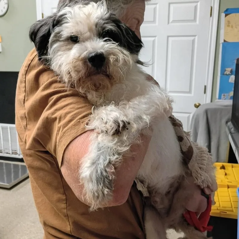 An adult small-sized male White / Cream Parson Russell Terrier dog named Frasier for adoption in Wadena, MN