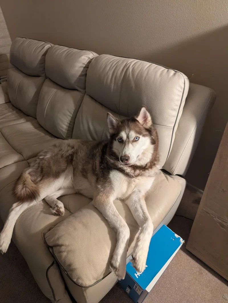 An adult medium-sized male Apricot / Beige Siberian Husky dog named Cassmir for adoption in Tucson, AZ