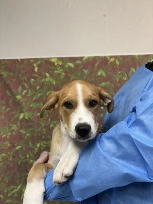 Harold