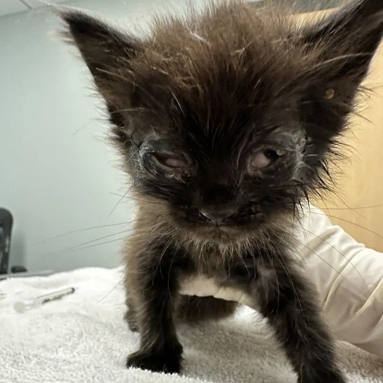 A baby small-sized male Brown / Chocolate Domestic Long Hair cat named Broccoli for adoption in Jacksonville, FL