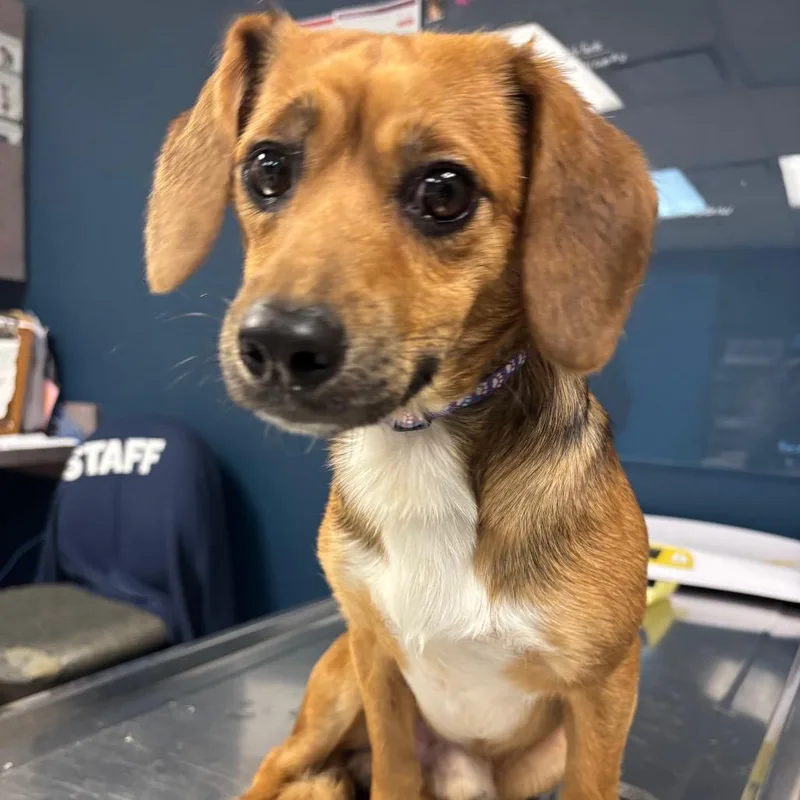 A young small-sized male Yellow / Tan / Blond / Fawn Mixed Breed dog named French Toast for adoption in Newark, NJ
