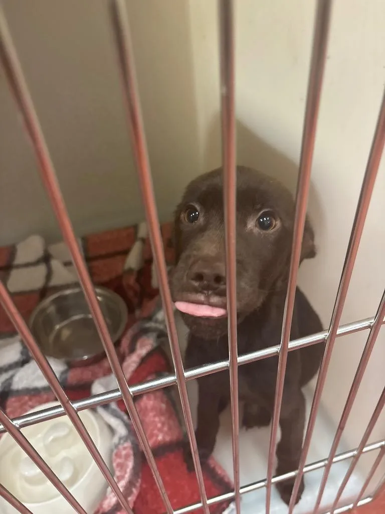 A baby small-sized female Mixed Breed dog named Siren for adoption in Douglasville, GA