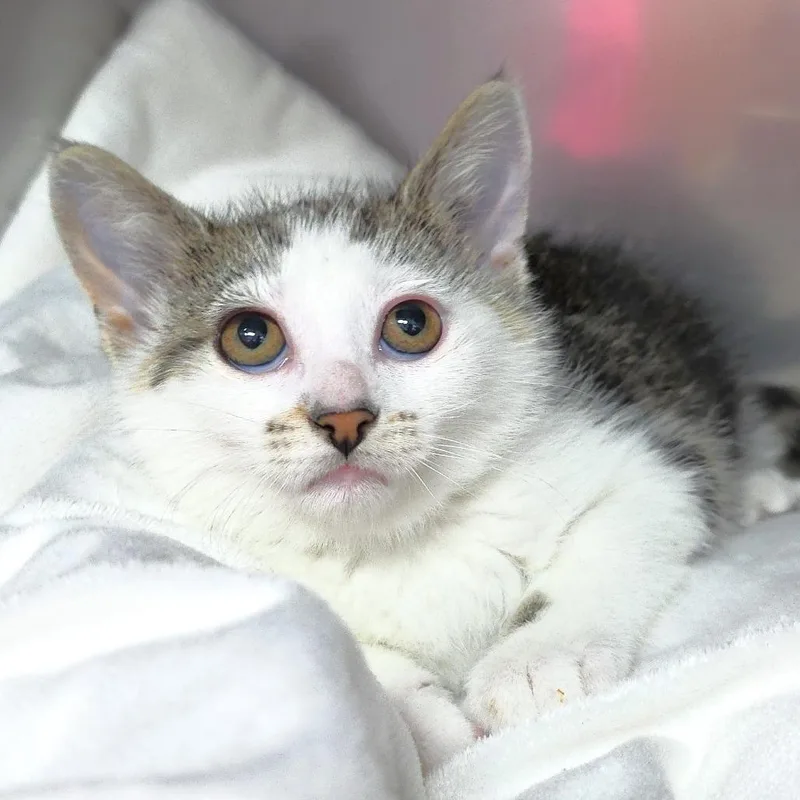 A baby small-sized female Torbie Domestic Short Hair cat named Sunny for adoption in Michigan City, IN