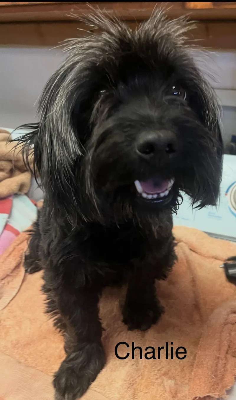 An adult small-sized male Black Havanese dog named Charlie  The Sweet for adoption in Citrus Heights, CA