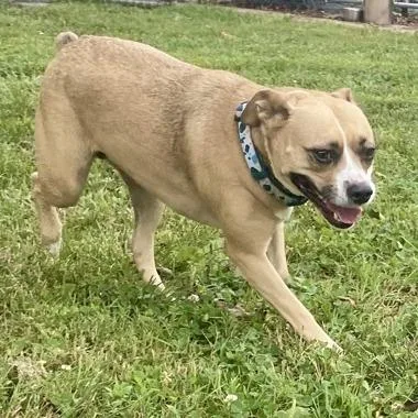 An adult small-sized female Pug dog named Ms Bell for adoption in Erie, PA