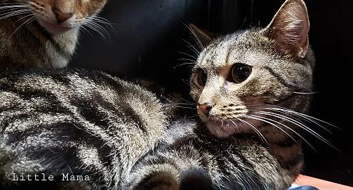 Little Mama thumbnail 3