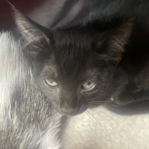 Balu