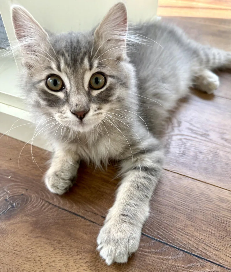 A baby medium-sized male Domestic Long Hair cat named Scout DM for adoption in Napa, CA