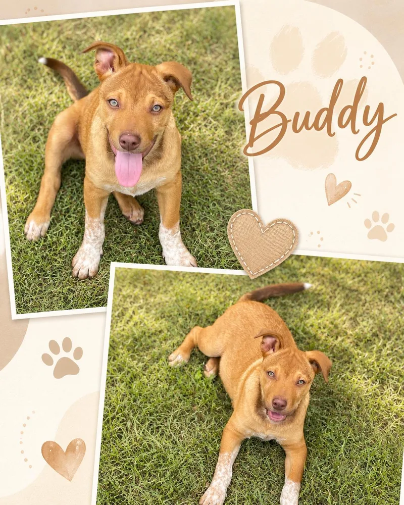 A baby medium-sized male Shepherd dog named Buddy for adoption in Zimmerman, MN