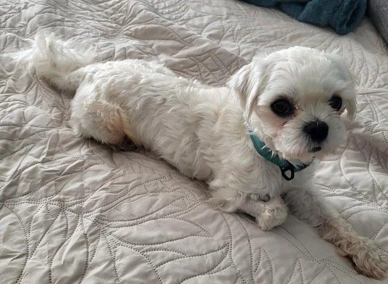 A young small-sized male White / Cream Maltese dog named Rocket for adoption in Chattanooga, TN