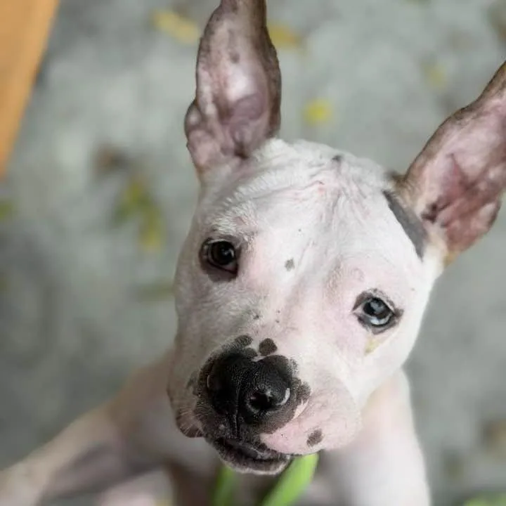 A young medium-sized female Mixed Breed dog named Nena for adoption in Phoenixville, PA