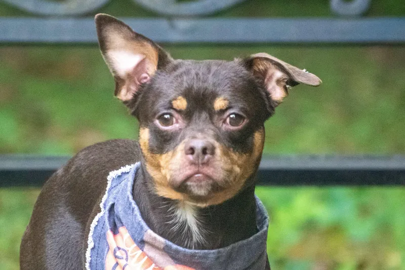 Diesel