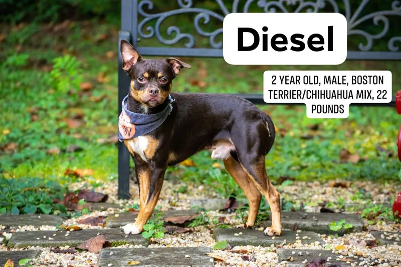 Diesel thumbnail 3