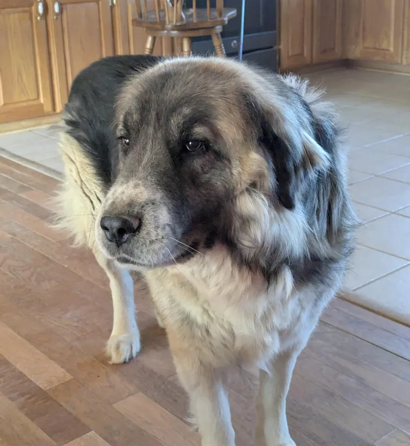 An adult large-sized male Bicolor Shepherd dog named Rex for adoption in Leesburg, AL