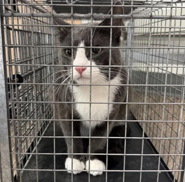 Working Cat Box