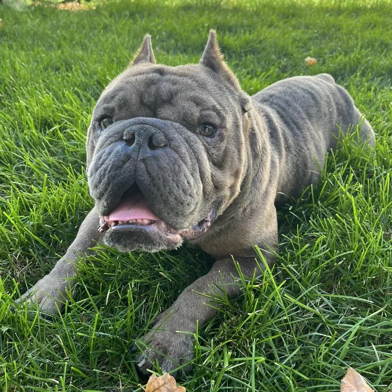 An adult medium-sized male Brindle English Bulldog dog named Cadet for adoption in Chaska, MN