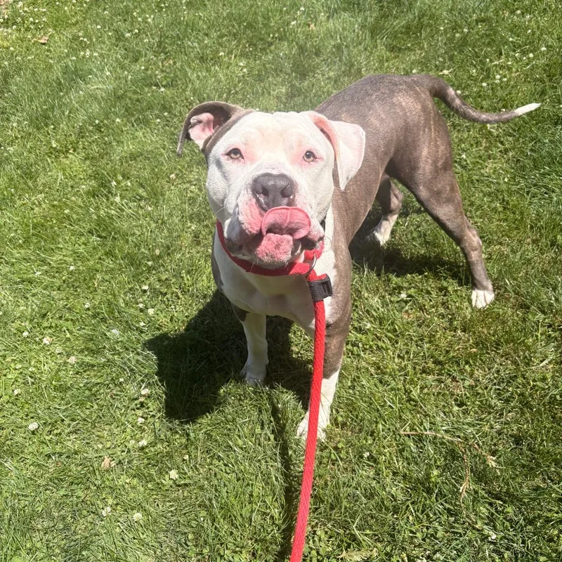 An adult medium-sized male Gray / Blue / Silver Pit Bull Terrier dog named Larnold for adoption in Philadelphia, PA