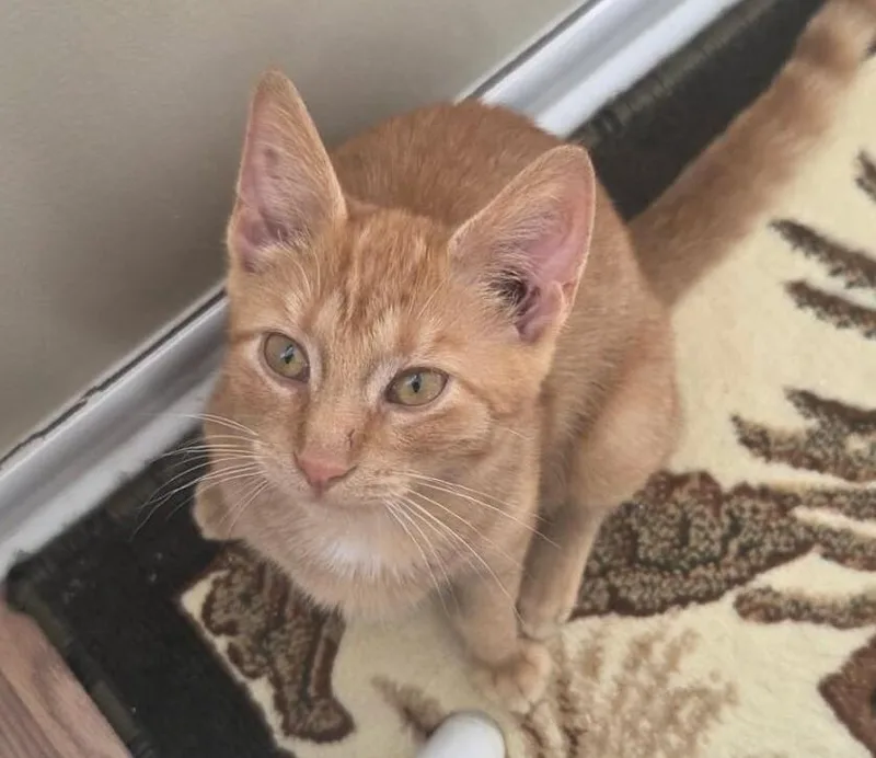 A young medium-sized male Orange / Red Domestic Short Hair cat named Punkin for adoption in Adrian, MI