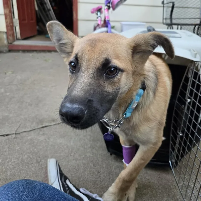 A baby large-sized male Yellow / Tan / Blond / Fawn Mixed Breed dog named Chase for adoption in Bismarck, ND