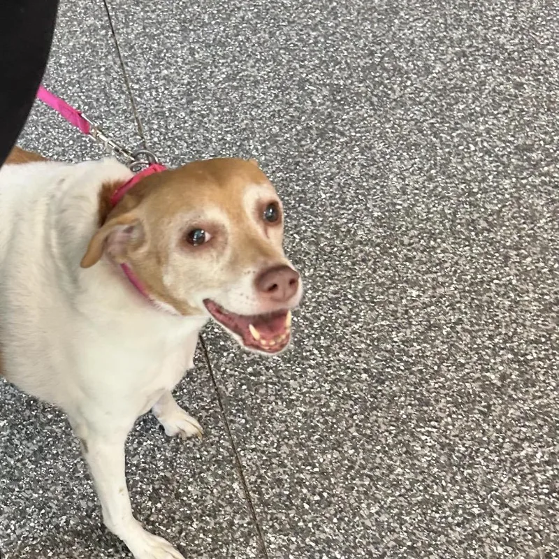 A senior medium-sized female Yellow / Tan / Blond / Fawn Beagle dog named Penny for adoption in Northbrook, IL