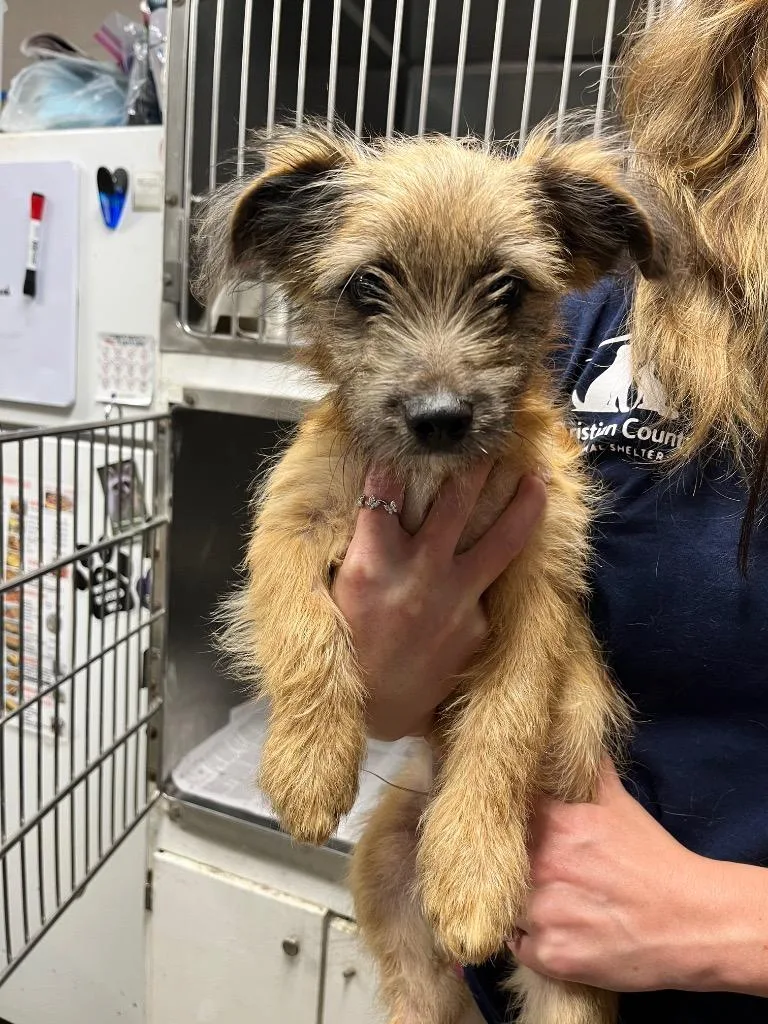 A baby small-sized male Terrier dog named Tuck for adoption in Hopkinsville, KY