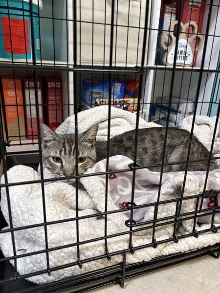 A young medium-sized male Domestic Short Hair cat named Hank for adoption in Mobile, AL