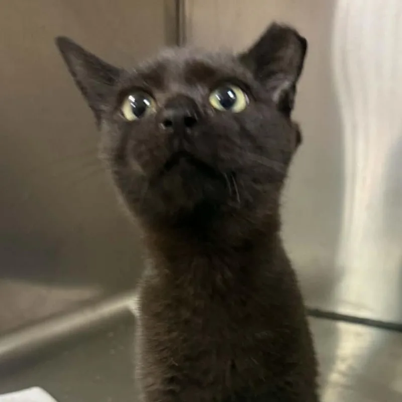 A baby small-sized male Domestic Short Hair cat named Shadow for adoption in Canton, NC