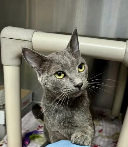 A young medium-sized female Gray / Blue / Silver Domestic Short Hair cat named Dolly for adoption in Georgetown, SC