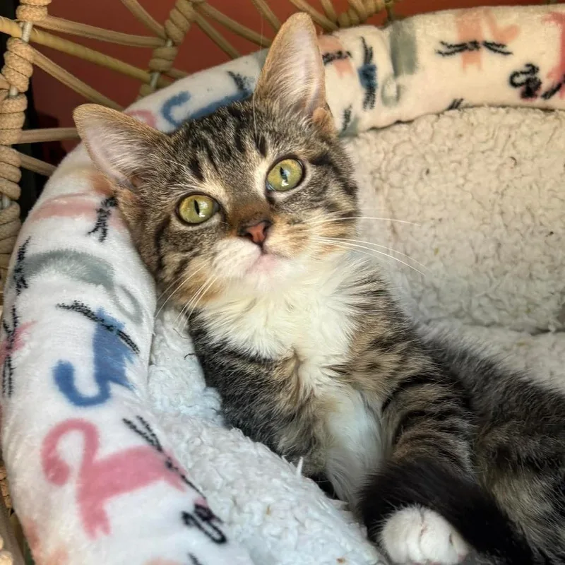 A young small-sized female Brown / Chocolate Domestic Short Hair cat named Bellini for adoption in Lexington, KY