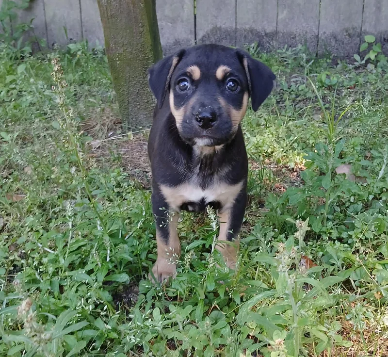 A baby medium-sized male Black Hound dog named Kai for adoption in Southington, CT