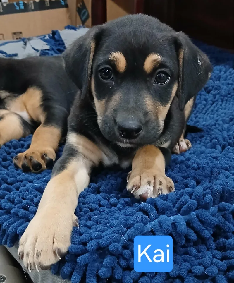 Kai thumbnail 5