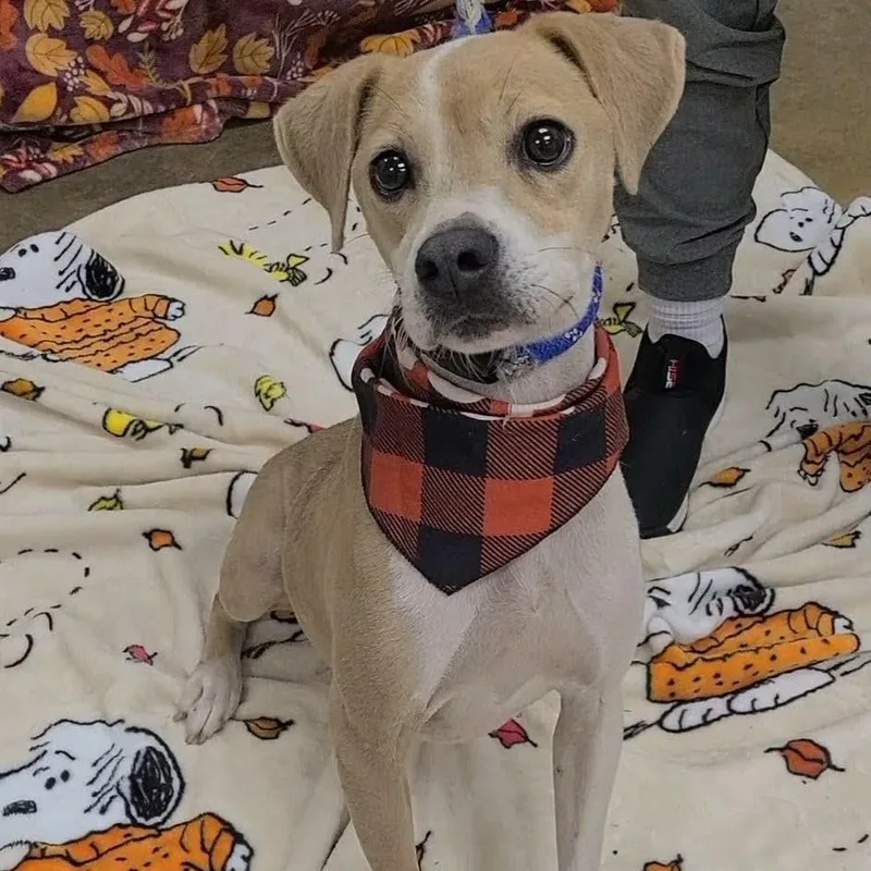 An adult medium-sized female Beagle dog named Harley for adoption in Woolwich, ME