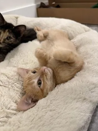 A baby small-sized female Domestic Short Hair cat named Caramel for adoption in Fairfax, VA