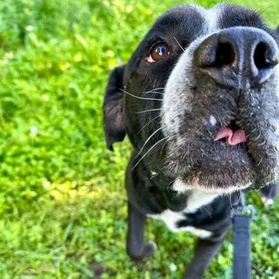 A young large-sized male Black Mixed Breed dog named Barry for adoption in Fernandina Beach, FL