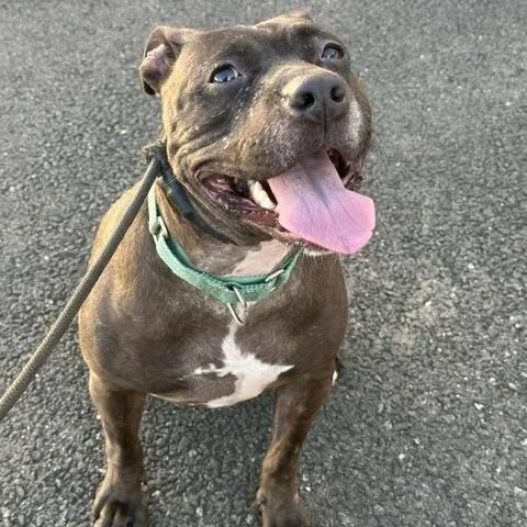 An adult medium-sized female Black American Staffordshire Terrier dog named Luna for adoption in Lyndhurst, NJ