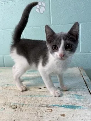 A young medium-sized female Domestic Short Hair cat named Umbreon for adoption in Havelock, NC