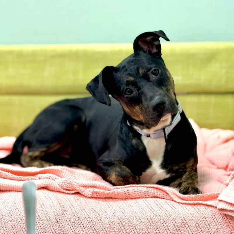 An adult medium-sized male Mixed Breed dog named Pippin for adoption in Washington Township, OH
