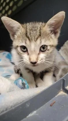 A baby medium-sized female Domestic Short Hair cat named Little Girl for adoption in Picayune, MS