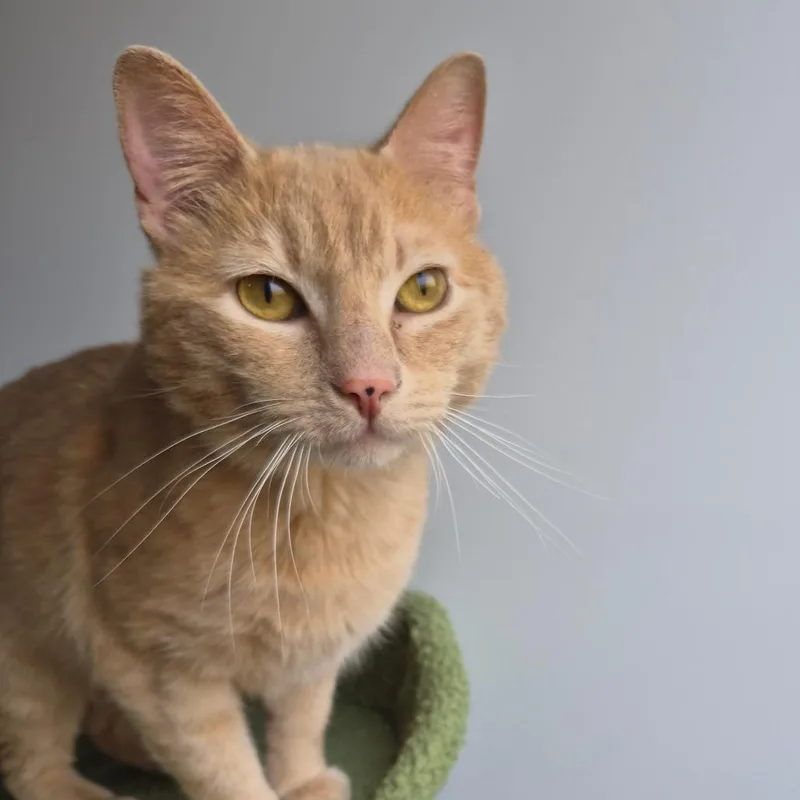 A young medium-sized male Buff / Tan / Fawn Domestic Short Hair cat named Butters for adoption in Bismarck, ND