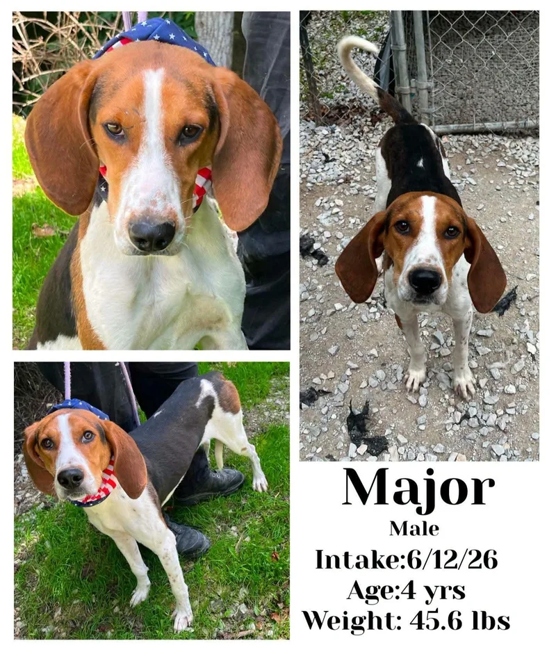 An adult medium-sized male Tricolor (Brown, Black, & White) Coonhound dog named Major for adoption in Staffordsville, KY
