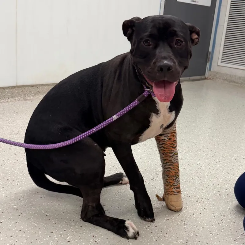 An adult large-sized female Black Pit Bull Terrier dog named Cola for adoption in Indianapolis, IN
