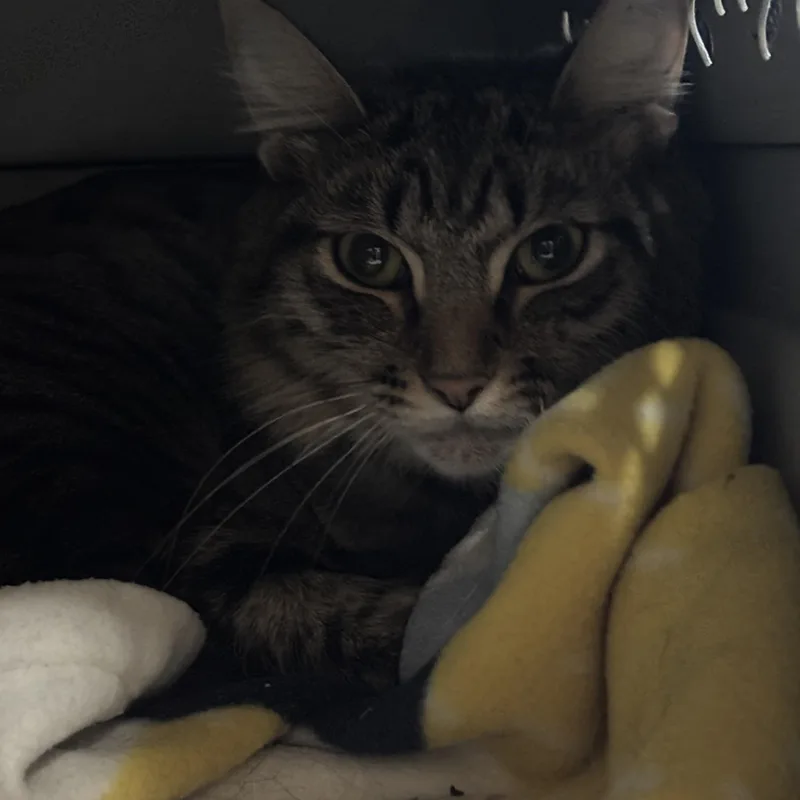 An adult small-sized male Brown / Chocolate Domestic Long Hair cat named Jerry for adoption in Pittsburgh, PA
