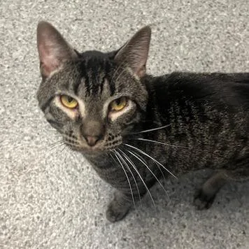 A young small-sized male Black Domestic Short Hair cat named Amoretto for adoption in Chaska, MN