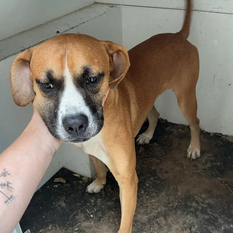 An adult medium-sized male Brown / Chocolate Boxer dog named Fred Park PBAStray for adoption in Pine Bluff, AR