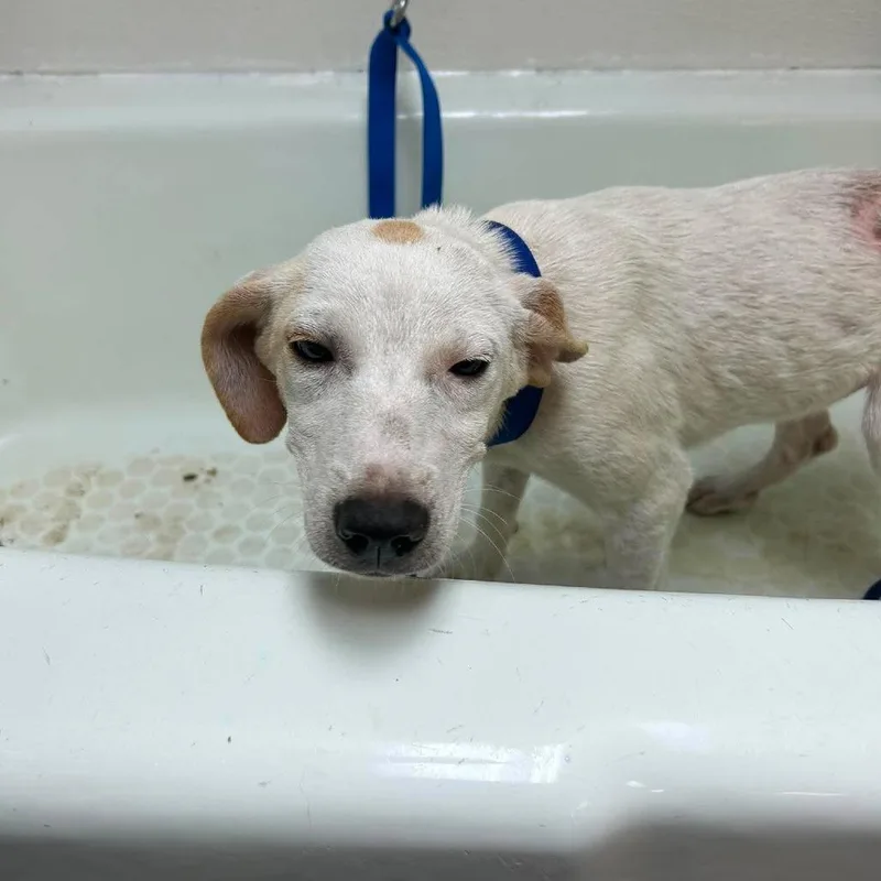 A baby medium-sized female White / Cream Anatolian Shepherd dog named Dash for adoption in Madill, OK