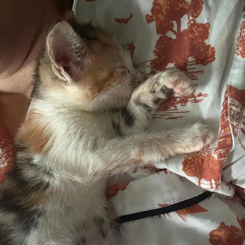 A baby small-sized female White Domestic Short Hair cat named Koenigsegg for adoption in Austin, TX
