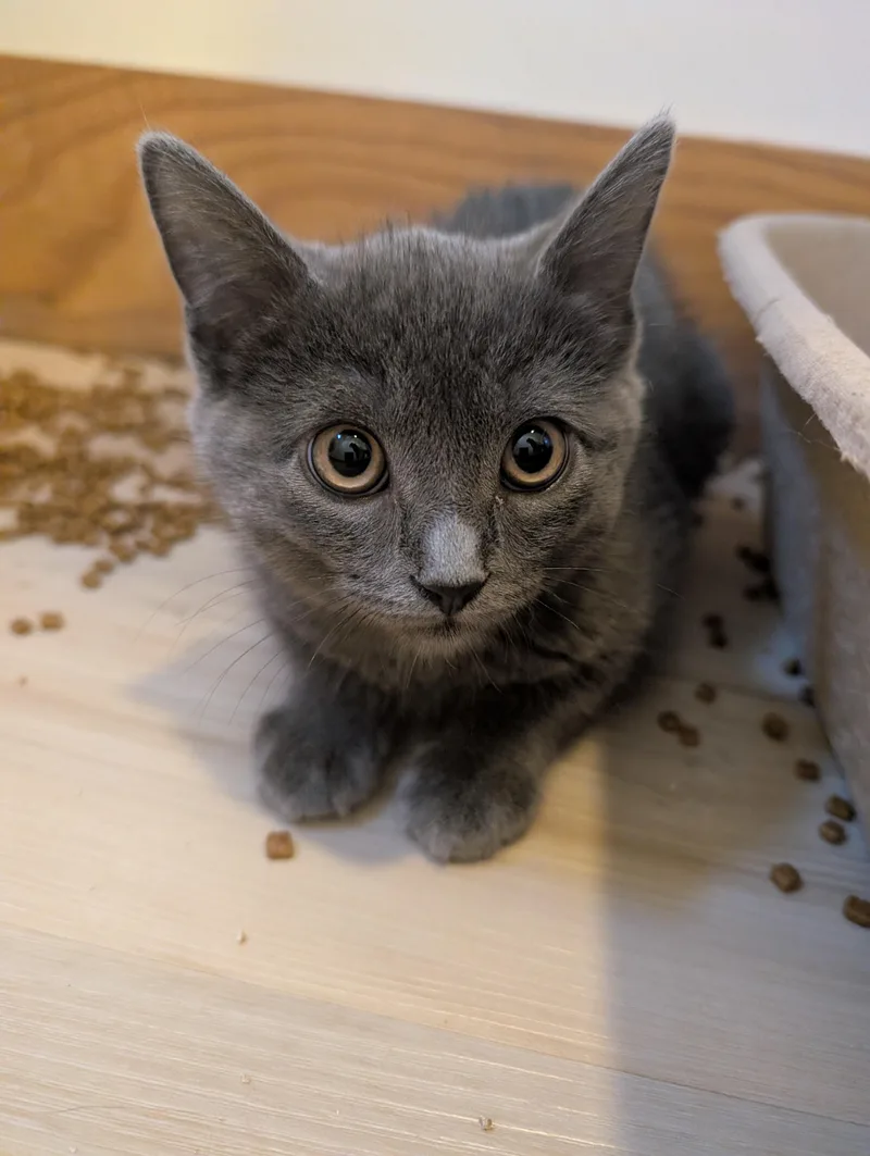 A baby large-sized male Gray / Blue / Silver Russian Blue cat named Gio for adoption in HANSON, MA
