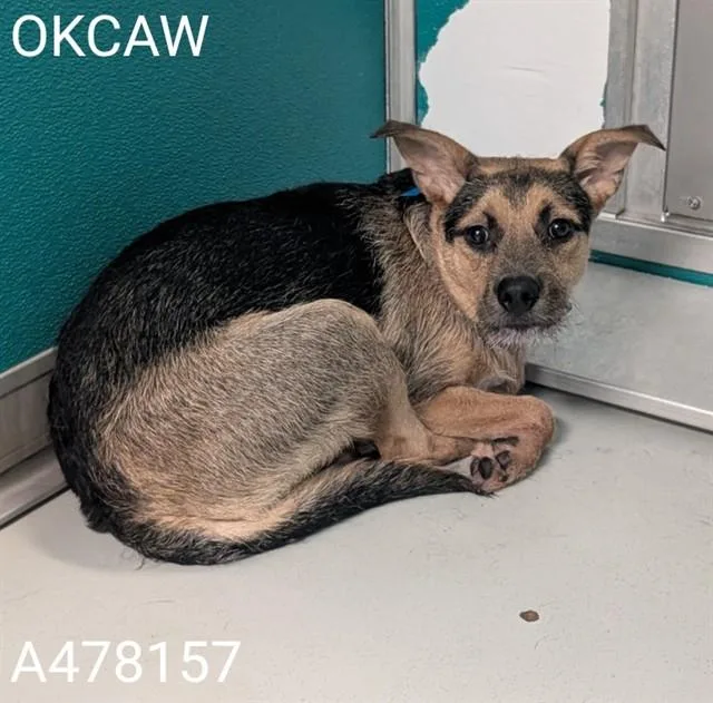 A young medium-sized male Terrier dog named A for adoption in Oklahoma City, OK